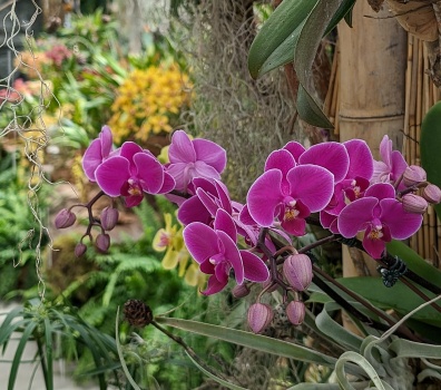 Solve San Diego Botanical Garden Orchid Show jigsaw puzzle online with