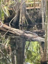 Maybe this gator was not so big!
