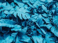 rosesand leaves in blue --challenging