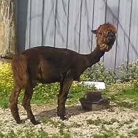 Skipper, Heidi’s alpaca. Due to have a cria any day now.