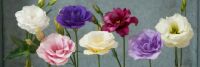 The Beauty of Lisianthus