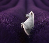 White Dog in Lavender Field