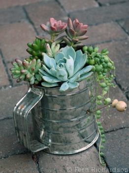 Succulents In a Sifter