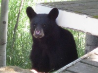 Montana back yard bear