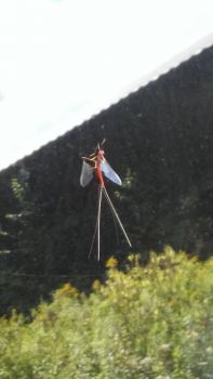 What kind of insect am I?