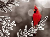 RedBird