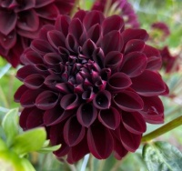 Flower for today :-)