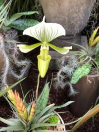 From the orchid show.