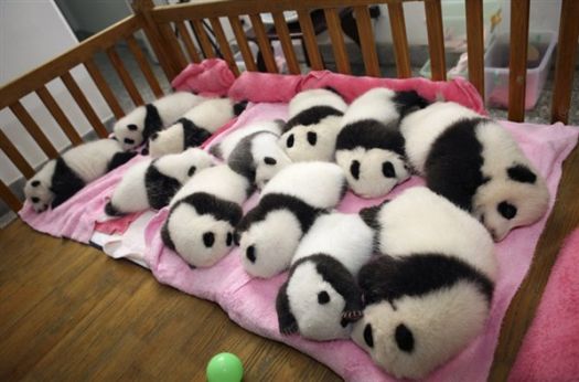 pandas in the pink