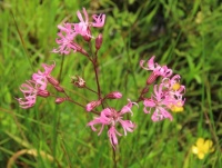 Echte koekoeksbloem