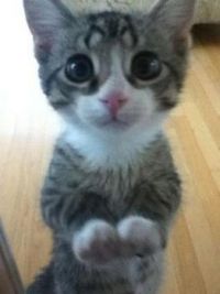 Cute Kitty