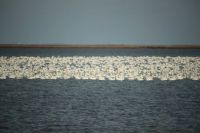 Snow Geese 2