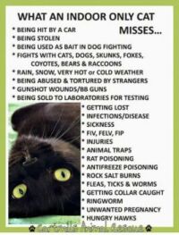 What An Indoor Only Cat Misses...