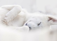 sleeping dog 