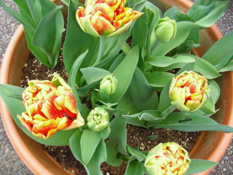 Double Red and Yellow Tulips -- almost open