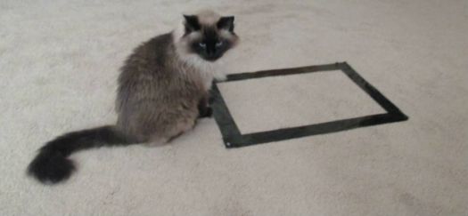 Cat outside of the box
