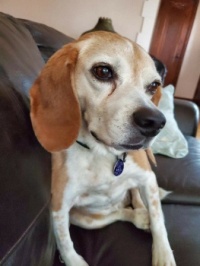 shirley the bow legged beagle