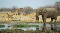 Wildlife