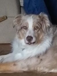 Jasper Blues