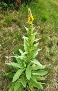 Know what plant this is?