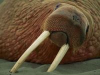 lounging-walrus
