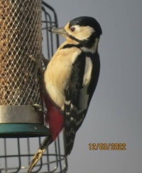 Female Greater Spotted Woodpecker on the sunflower feeder.