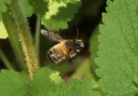 Hairy-footed Flower Bee - Anthophora plumipes (Gewone sachembij)