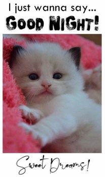 Jigsaw Puzzle | 66 pieces | Good Night - Sweet Dreams! | Jigidi