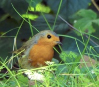 European robin (roodborstje)