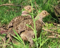 two pheasant ladies (fazanthennen)