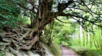 Tree roots, Shropshire, England