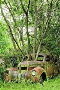 Unique Trees with antique car