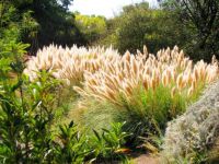 Albuquerque Botanical Gardens-d