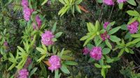 Oregon Coast Wild Rhododendrons