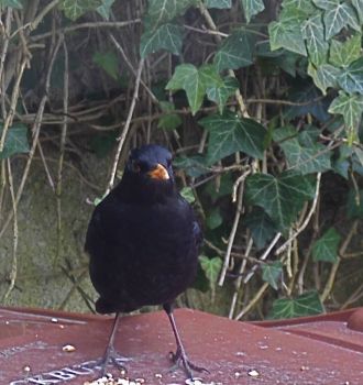 Hungry Blackbird