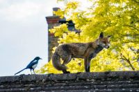 Fox & Magpie