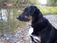 Bear hiking at Twin Creek