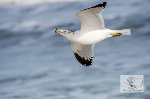 Ringed-bill seagull demanding attention!!