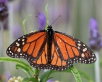 Monarch Butterfly on Narrowleaf Milkweed, San Dieguito County Park, Solana Beach, California