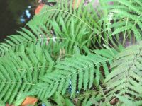 Ferns