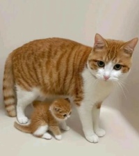 mama poes en kitten