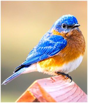 Solve Beautiful Little Bluebird 120 jigsaw puzzle online with 120 pieces