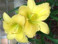 Day Lily 1 May 2019