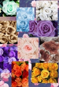 Coming Up Roses