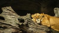 Sleepy Lioness