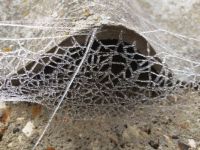 frozen cobwebs