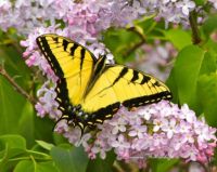 Yellow Tiger Swallowtail Butterfly on Lilac Blossoms