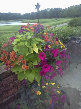 Annuals 1