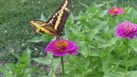 Butterfly in the zinnias