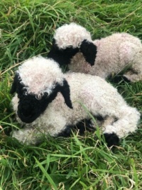 Valais Blacknose Beauties